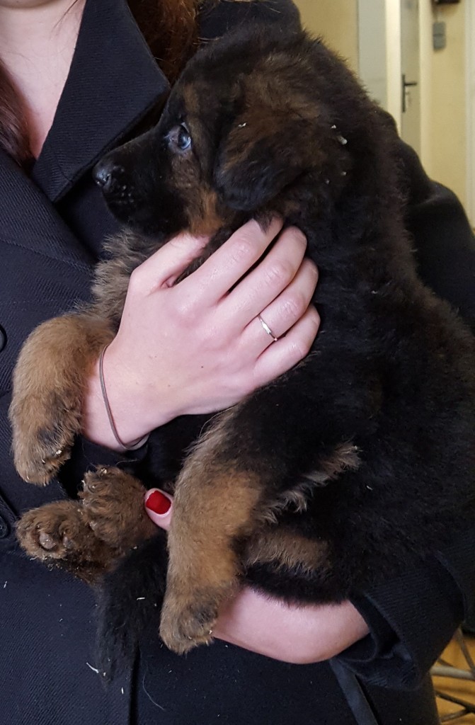 Elevage canin - Chiot berger allemand - 5 semaines