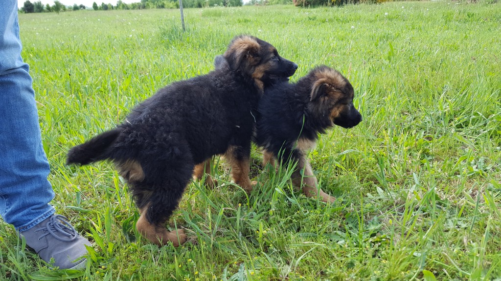 Chiots Berger Allemand - 2 mois