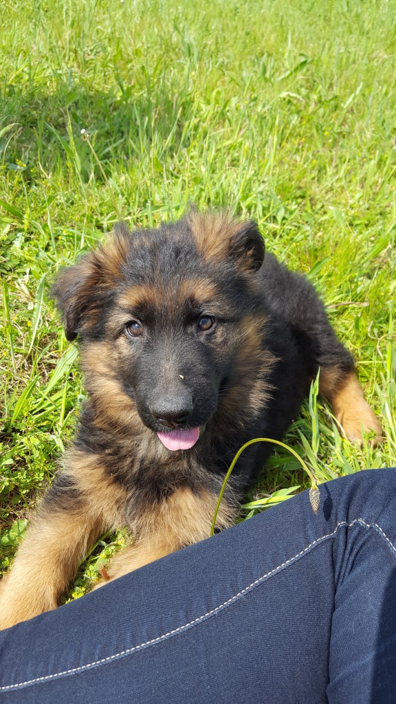 Chiot Berger Allemand - 2 mois