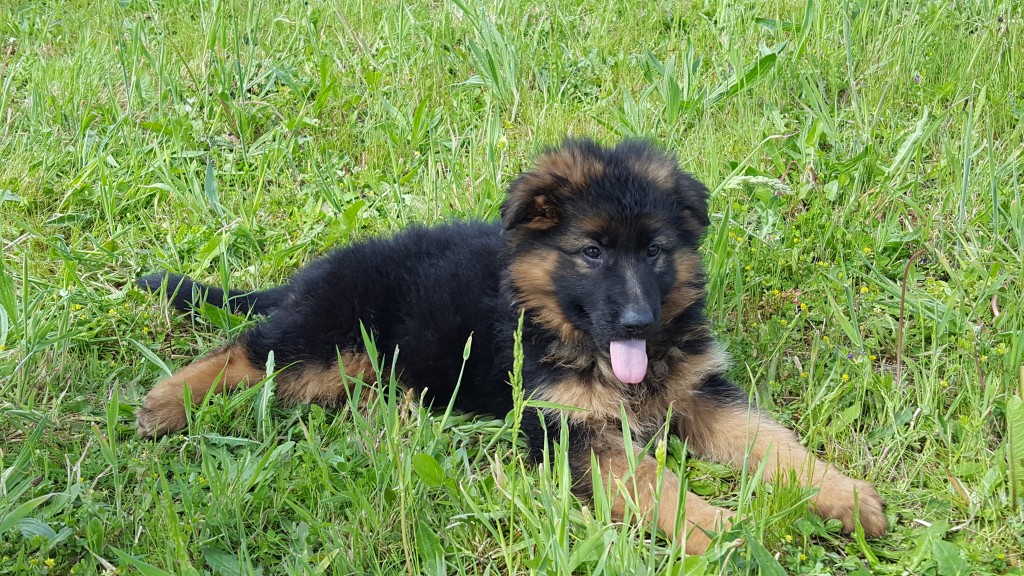Chiot Berger Allemand - 8 semaines