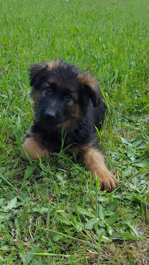 Chiot Berger Allemand - 2 mois