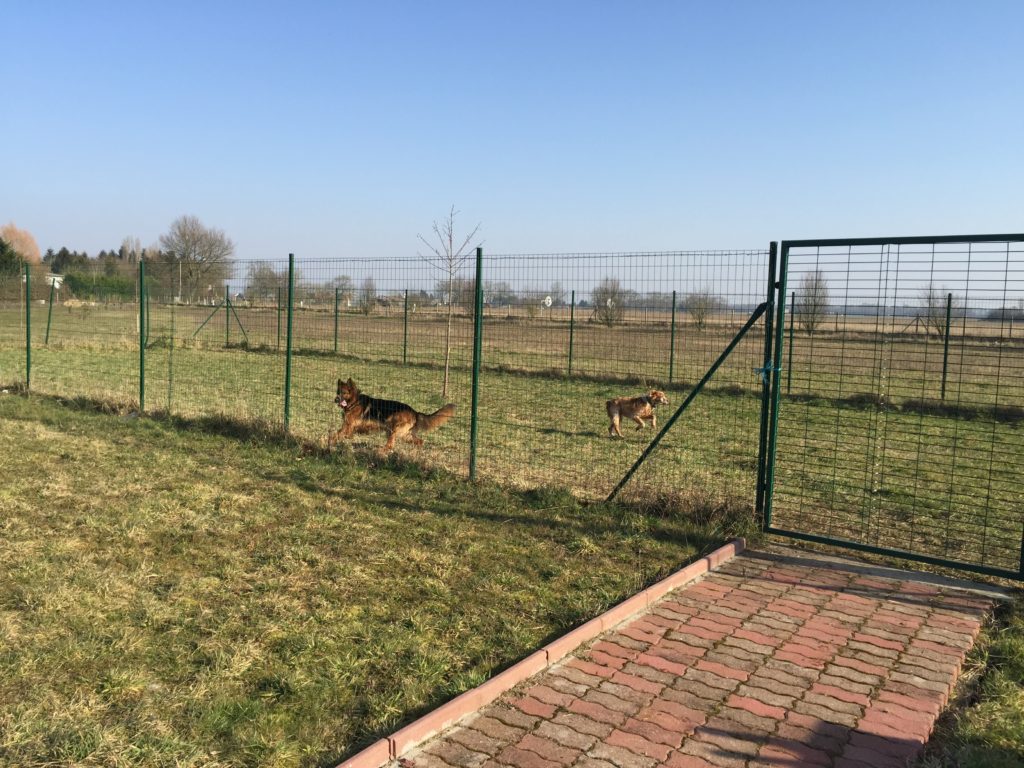 Pension canine - Parc de détente de 250m²